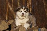 ALASKAN MALAMUTE 599